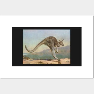 Great Grey Kangaroo leaping circa 1900 Posters and Art